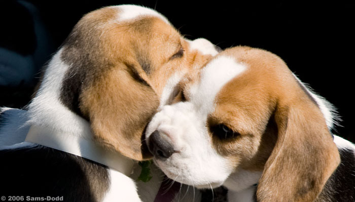 Beagles. Canix offers custom training of seizure-alert dogs that can help children and adults suffering from epilepsy. The dogs can usually sense the seizure 15-60 min before onset and this give the owner time to find a safe place or to call family.