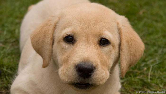 Golden retriever puppy. Canix has developed new training system for puppies, which is adapted to the puppy's natural normal development and where the training and education is based on new learning principles, best characterised as "play with rules".