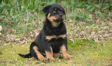 Puppy